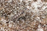 _MG_2458RT